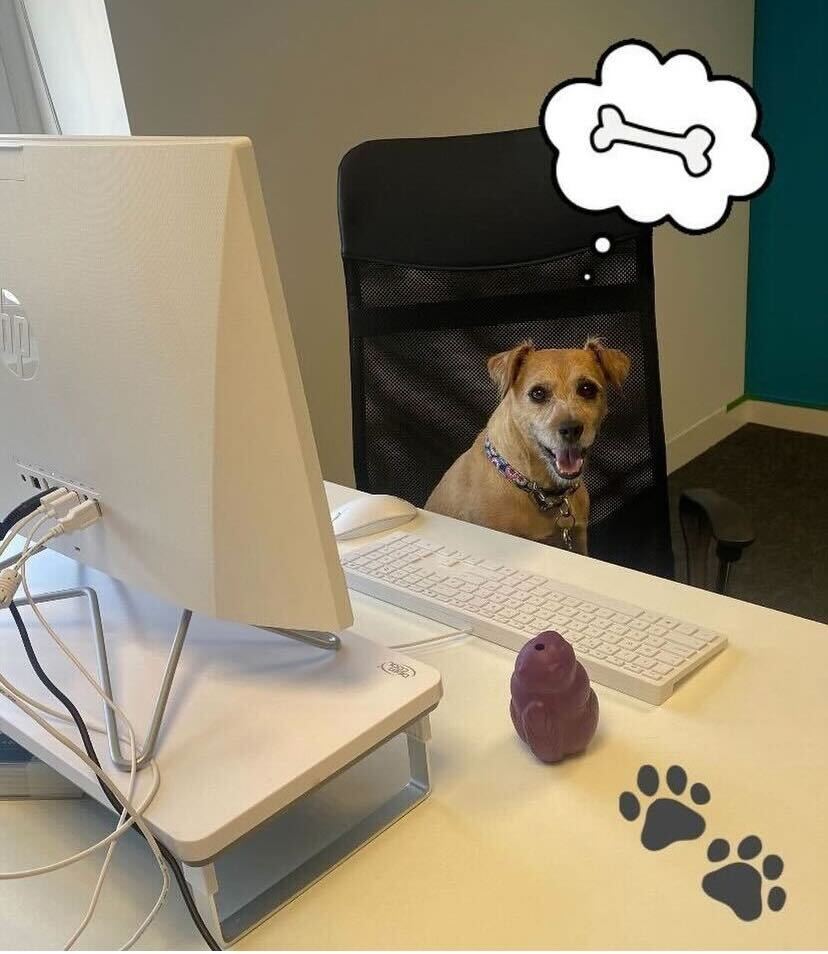 Should dogs be allowed in the office?